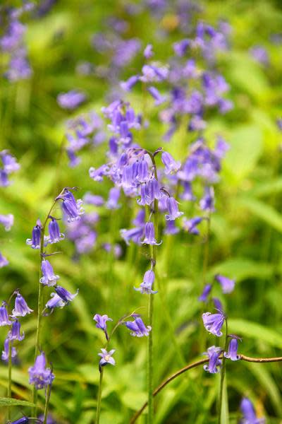 Eastern Daily Press: See stunning bluebells in Norfolk this spring Picture: Ian Burt