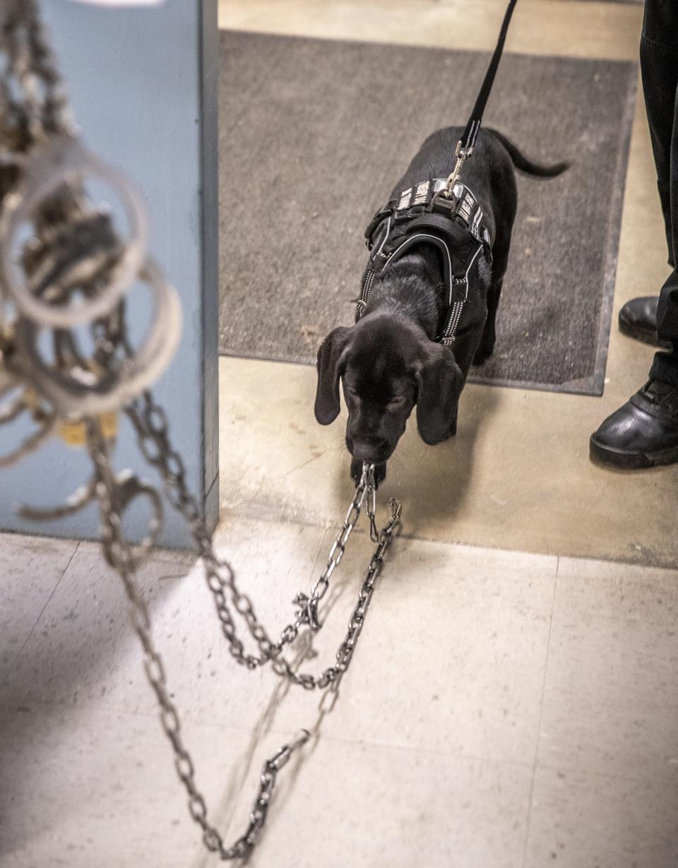Lola, a 12-week-old black lab, chases handcuff chains being carried around the Wood County Jail on Feb. 15 in Wisconsin Rapids.