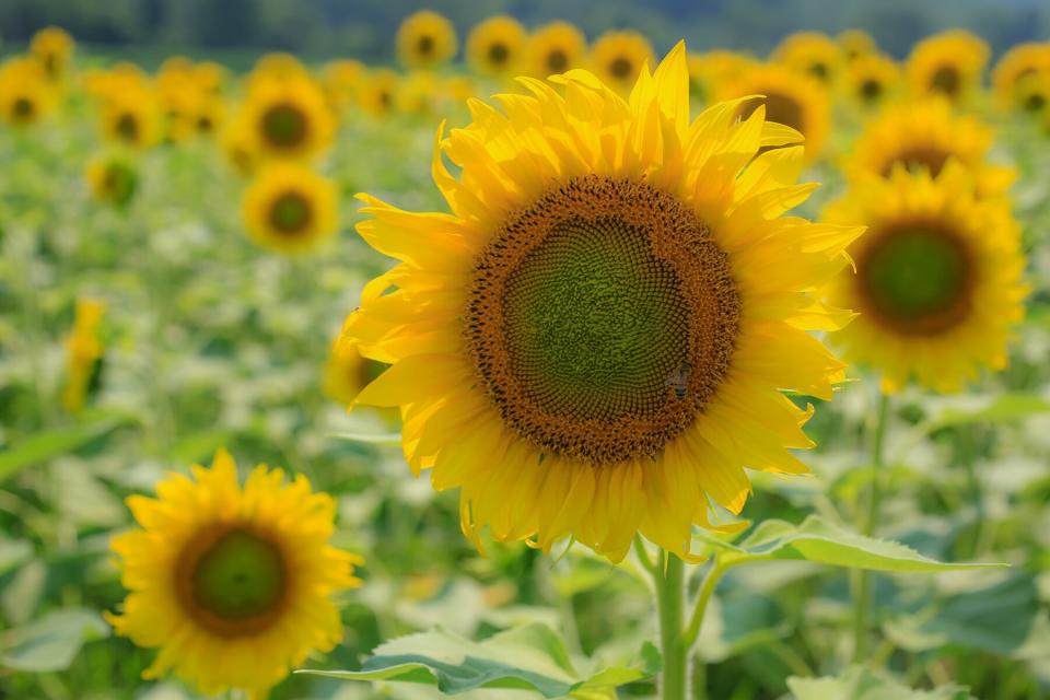 The Biltmore in Asheville, North Carolina has a field of sunflowers in bloom