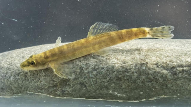 Feared extinct for nearly half a century, Batman River fish rediscovered in  Turkey