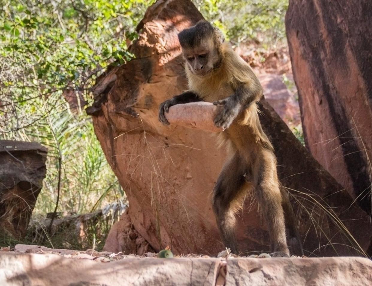 <span class="caption">A capuchin monkey in Brazil hoists a stone tool to crack open nuts.</span> <span class="attribution"><span class="source">Luca Antonio Marino</span>, <a class="link " href="http://creativecommons.org/licenses/by-nd/4.0/" rel="nofollow noopener" target="_blank" data-ylk="slk:CC BY-ND;elm:context_link;itc:0;sec:content-canvas">CC BY-ND</a></span>