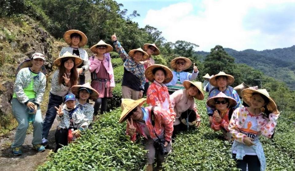 新北市府農業局推出秋冬小旅行，其中「藍鵲茶採茶體驗與生態守護」將帶領參加者到坪林茶園體驗古法採茶、製茶。（新北市府農業局提供）