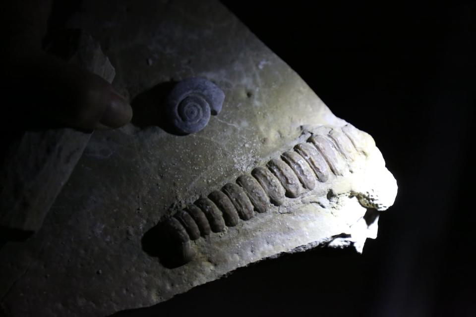 Fossils found on Anticosti island date back several hundred million years and are one of the important selling points for its bid to UNESCO.