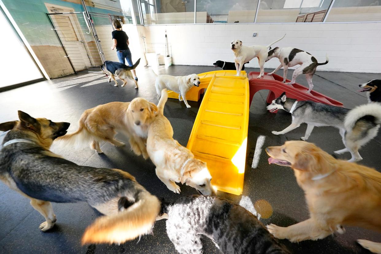 Dogs run around in an indoor play area at All American Pet Resorts Lakeshore in Roseville on Sept. 16, 2021. The All American Pet Resorts Lakeshore owned by Sarah and David Ignash can house up to 100 dogs. The trend is on the rise to board your pet for either daycare or overnight stays.