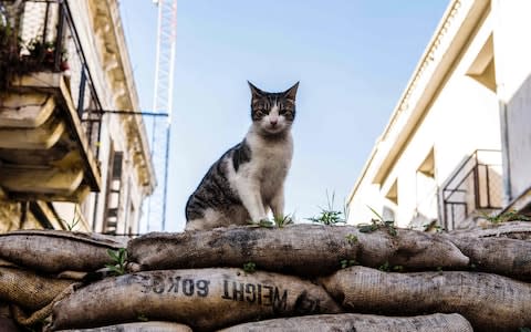 The Green Line runs across Cyprus - Credit: AFP or licensors/IAKOVOS HATZISTAVROU