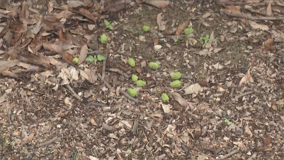 乾旱農災頻傳！ 高雄玉荷包結果全都「空砲彈」