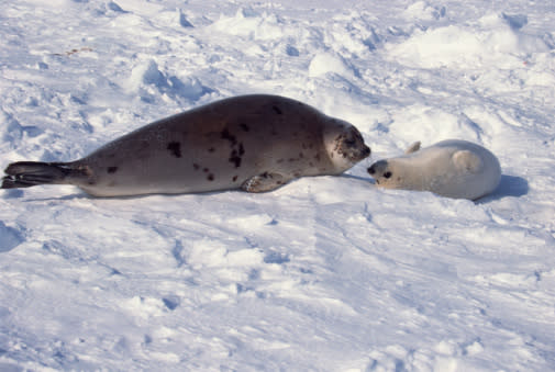 Seals