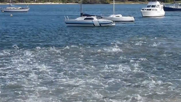 Hundreds of salmon thrashed about in the water in a feeding frenzy in the Swan River. Photo: Facebook