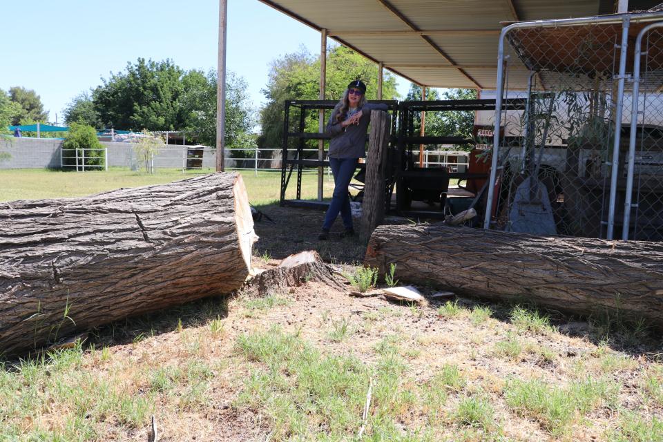 Gophers burrowing under Lori Dunkel’s Glendale farm ate through the roots of on her large trees. What’s left of the dead tree she was forced to cut down lays in her yard.