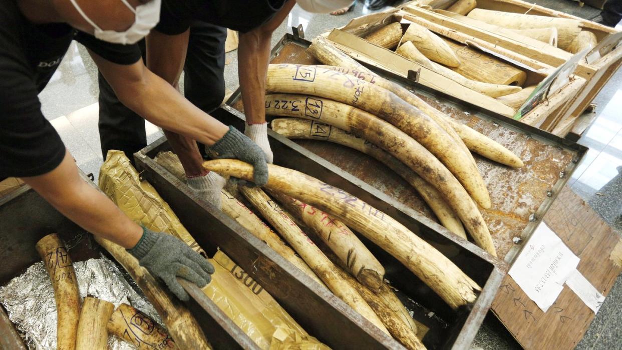 Mitarbeiter des thailändischen Zolls präsentieren beschlagnahmtes Elfenbein. Foto: Narong Sangnak/EPA