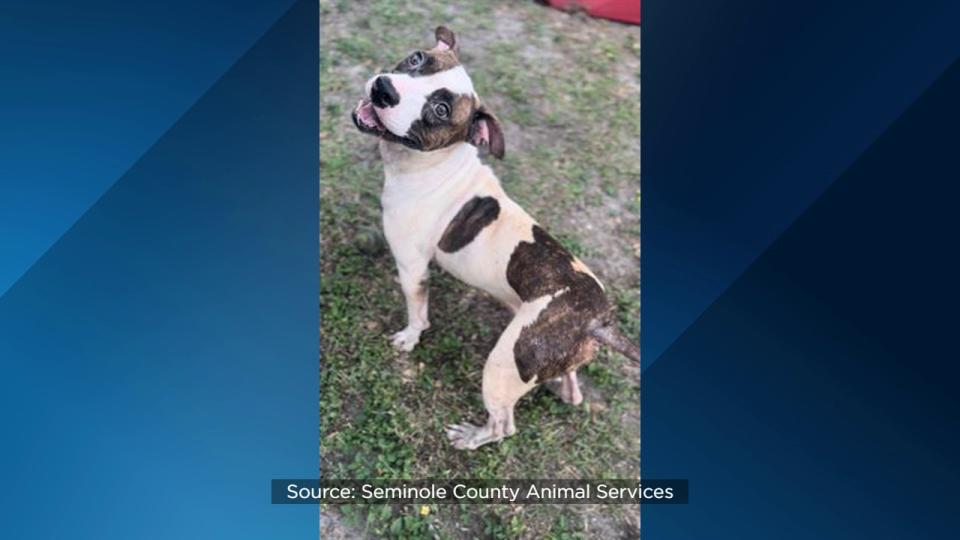 Seminole County Animal Services announced Friday that the shelter is over capacity and offering $5 dog adoptions to help make room.