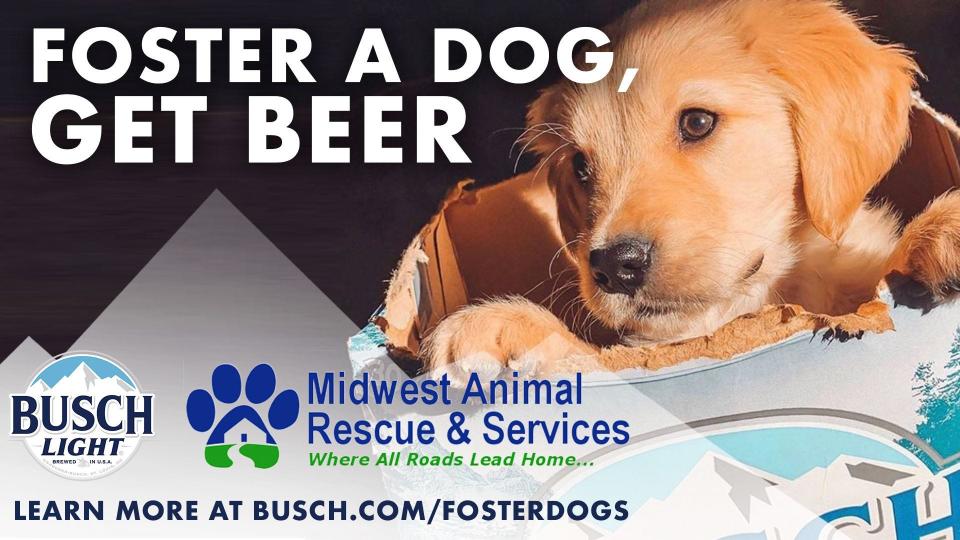 Free Busch beer to foster pets