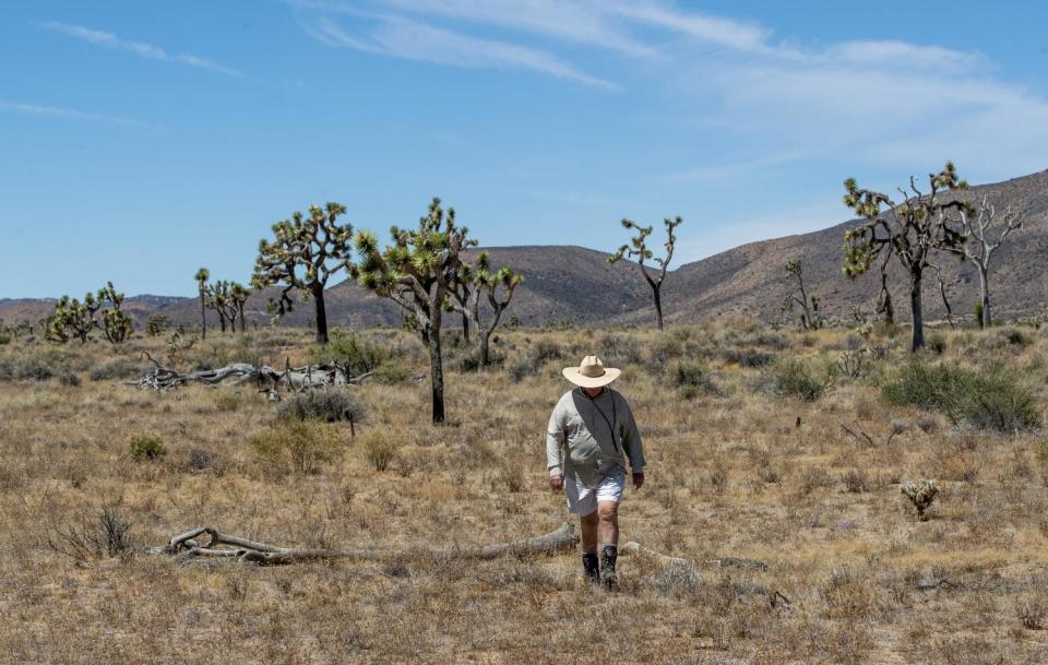 A man walks through the desert as Joshua trees rise in the background.