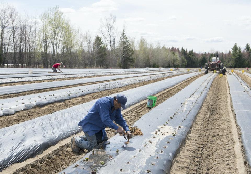 A worker from Mexico plants strawberries on a farm in Mirabel, Que., in May 2020. THE CANADIAN PRESS/Graham Hughes