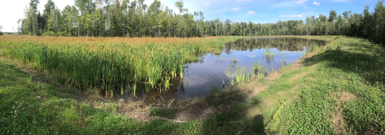 The wetland, seen here, fully functional after four years of vegetation growth. (Submitted by Adam Campbell - image credit)