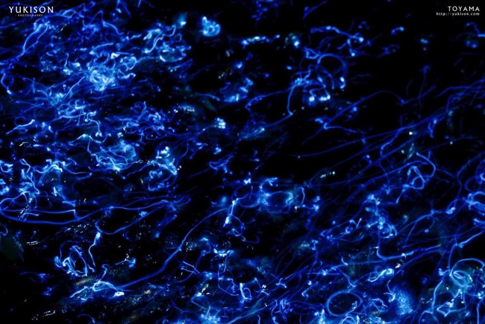 Con brillo propio. Grandes fotóforos (órganos que emiten luz) están presentes alrededor de los ojos de estos animales y en las puntas de sus tentáculos, mientras otros más diminutos cubren todo el cuerpo. Y, son ellos los responsables de la bioluminiscencia del calamar, del mismo modo que sucede con las luciérnagas, de allí que lleven su nombre. 