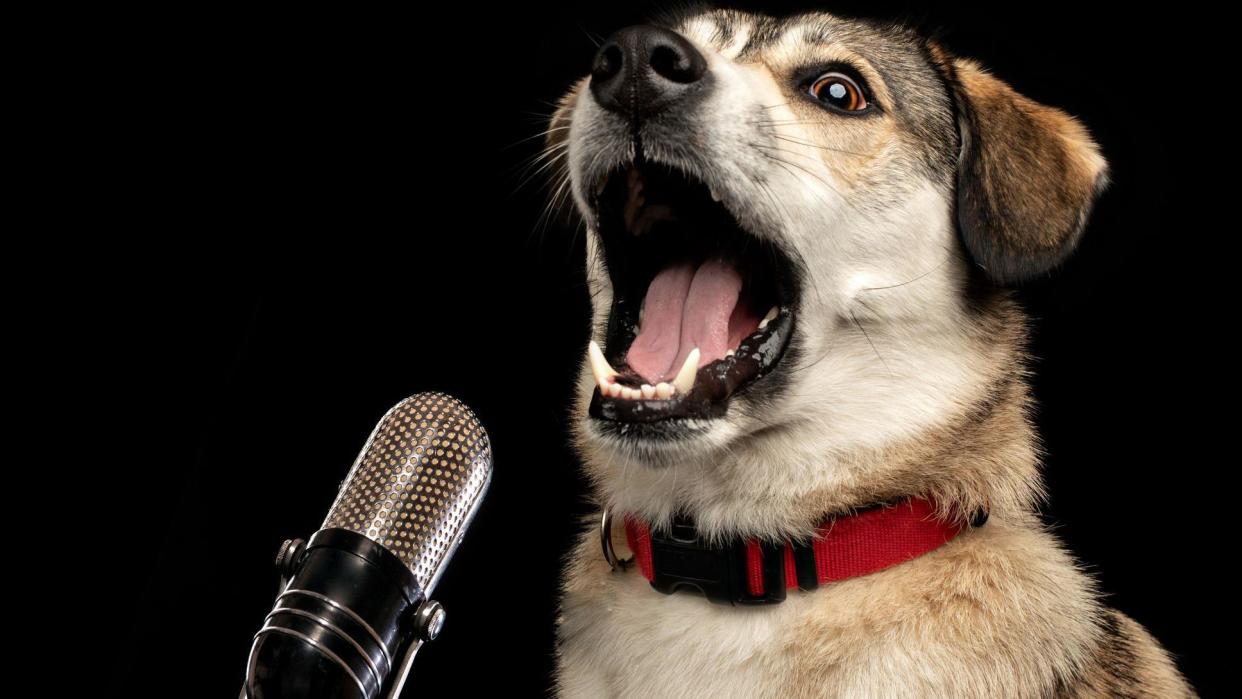 A goofy-looking dog with its jaw wide open, and a microphone placed in front of it - creating the illusion that it is being recorded