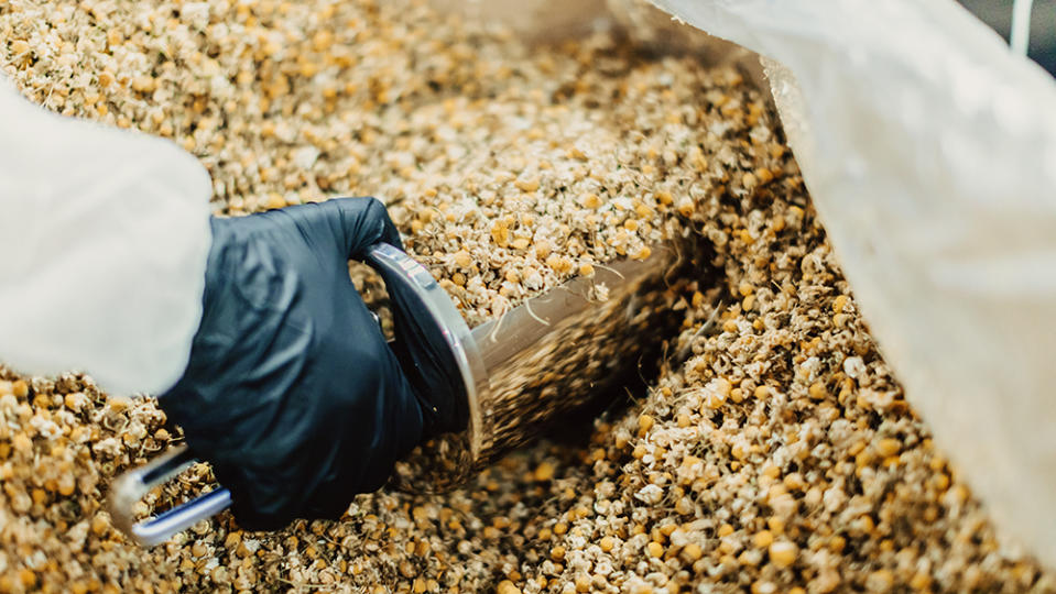 Dried chamomile flowers