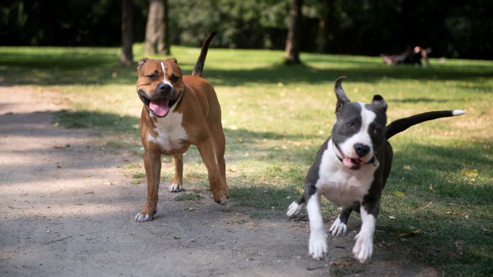 Best dog and cat names — two dogs running and playing
