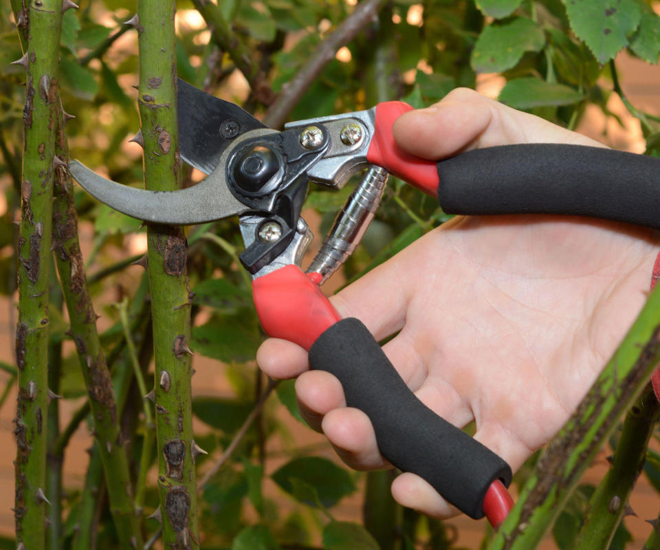 Bypass pruning shears cutting the stem of a rambling rose