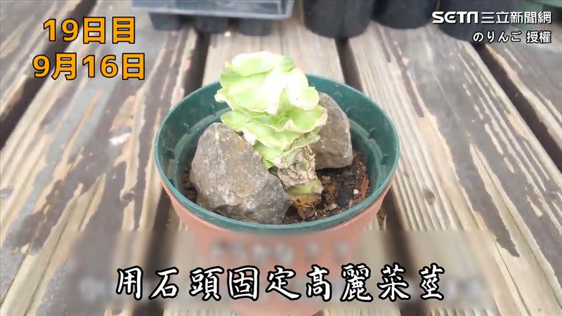 のりんご在超市購買了一顆高麗菜，並將它的莖給取下來使用。（圖／のりんご　授權）