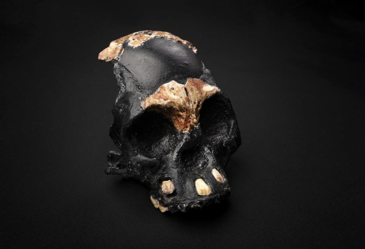 A reconstruction of the skull of Leti, the first _Homo naledi_ child whose remains were found in the Rising Star cave in Johannesburg © Wits University