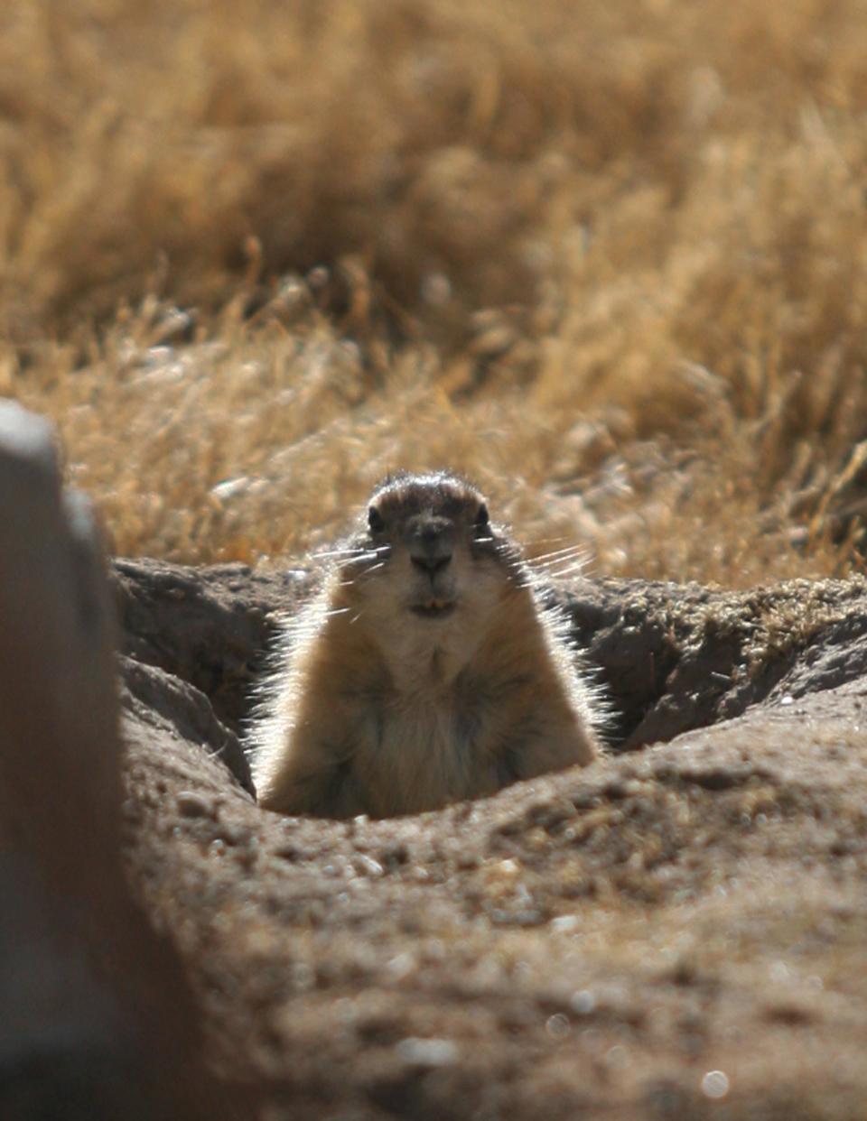 Howdy. Peekie Boo the prairie dog popped out of his burrow to proclaim six more weeks of El Paso-style winter Monday at the El Paso Zoo.