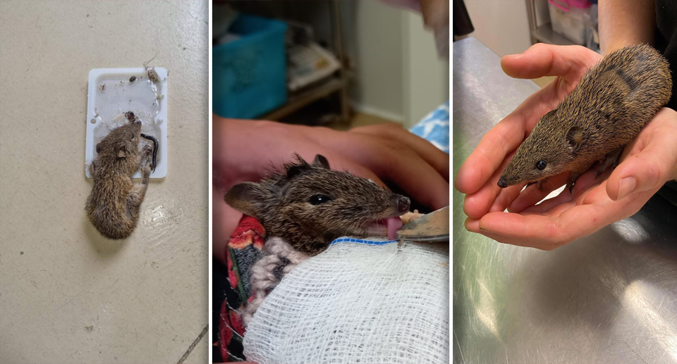 This native quenda (southern brown bandicoot) was nursed back to health after becoming stuck to a glue trap. Source:  Darling Range Wildlife Shelter WA