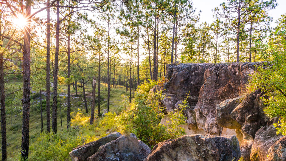 Longleaf Vista Kisatchie Forest Louisiana