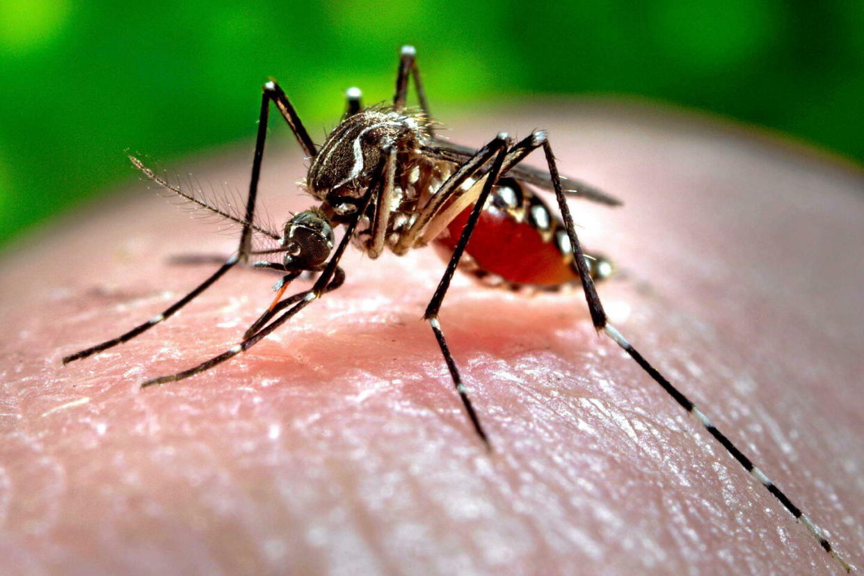 Les femelles d’Aedes albopictus – nom scientifique du moustique tigre – seront prêtes le jour J à pomper goulûment le sang des athlètes et des visiteurs venus du monde entier.  - Credit:James Gathany/AP/SIPA / SIPA / James Gathany/AP/SIPA