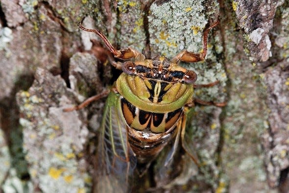 Missouri won’t experience periodical cicadas until 2024, but its annual cicadas (pictured) will make their appearance this summer. The Missouri Department of Conservation encourages the public to learn more about these unique insects and the vital role they play in the ecosystem.