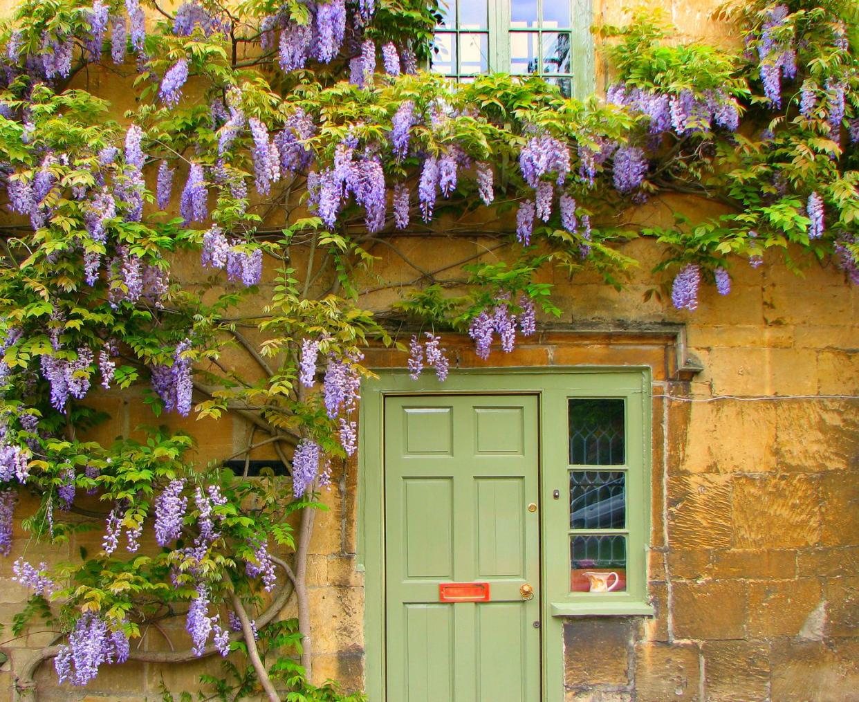 wisteria in full bloom surrounds front of cotswold stone cottage in moreton in marsh, england