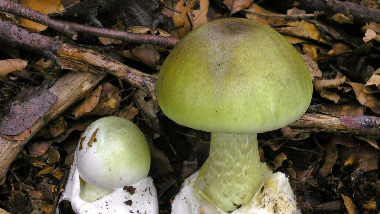 Grüne Knollenblätterpilze (Amanita phalloides) stehen auf Waldboden. Foto: Dr. Matthias Theiss/Deutsche Gesellschaft für Mykologie e.V.