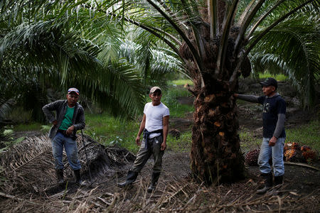 FILE PHOTO: Workers are seen at a palm oil plantation in Chisec, Guatemala December 19, 2018. REUTERS/Luis Echeverria/File Photo