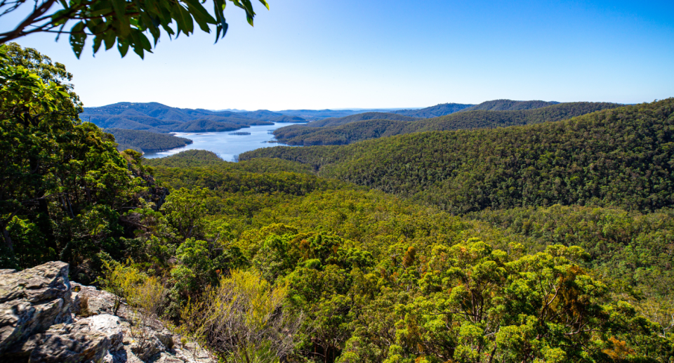 Springbrook National Park in the Gold Coast Hinterland.