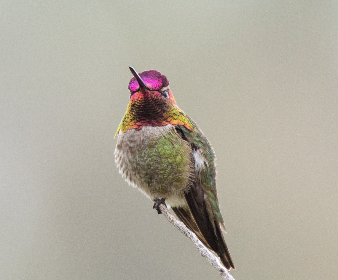 The Anna’s hummingbird, instantly recognizable thanks to its bright pink head, is considered the “quintessential California hummingbird,” according to Andrea Jones, senior director of conservation at Audobon California.