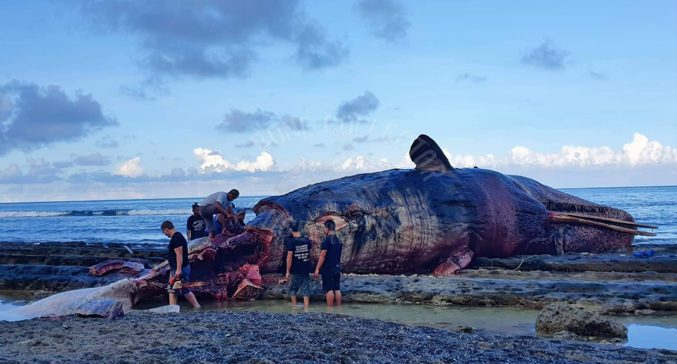 Darrell Blatchley is working to determine the whale's cause of death. Source: D'Bone Collector