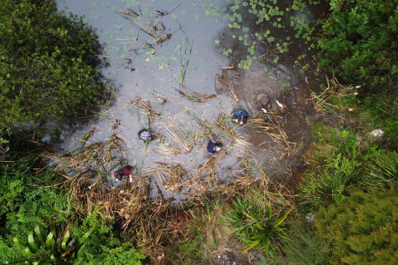 Drone view shows researchers looking for frogs at a pond in Cooranbong