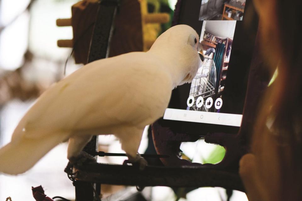 Technology has the potential to enrich the lives of lonely parrots.