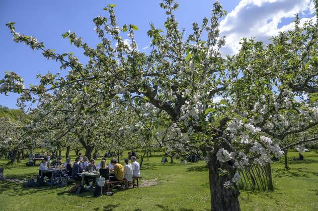 People enjoy the sunny weather in the idyllic surroundings of the garden cafe at Djurgarden in Stockholm (Anders Wiklund/TT/AP)