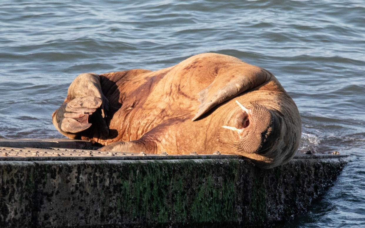 Wally the Walrus sunning himself on Tenby lifeboat slipway, Pembrokeshire - Joann Randles/Cover-Images.com/Cover Images