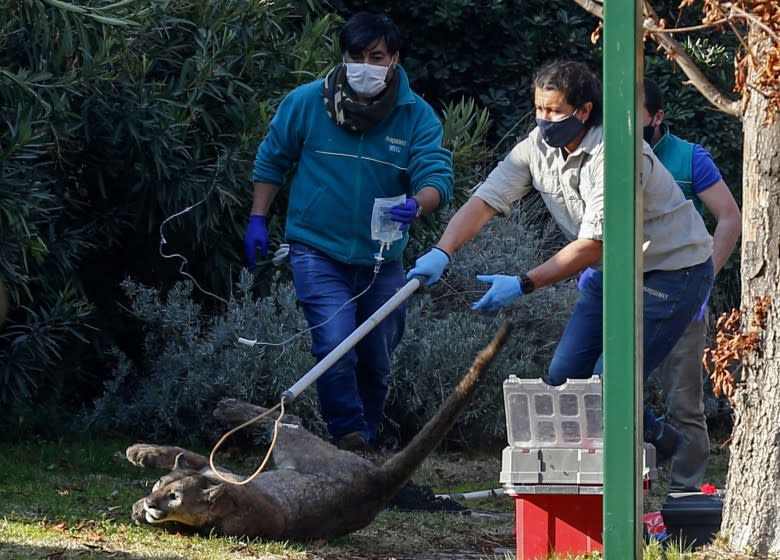 TOPSHOT - Personnel of the Agricultural and Livestock Service of Chile (SAG) capture a puma in El Arrayan, on the outskirts of Santiago, on August 19, 2020. - According to the SAG, the animal came from the nearby mountains since the streets remain almost empty due to the new coronavirus pandemic. (Photo by JAVIER TORRES / AFP) (Photo by JAVIER TORRES/AFP via Getty Images)