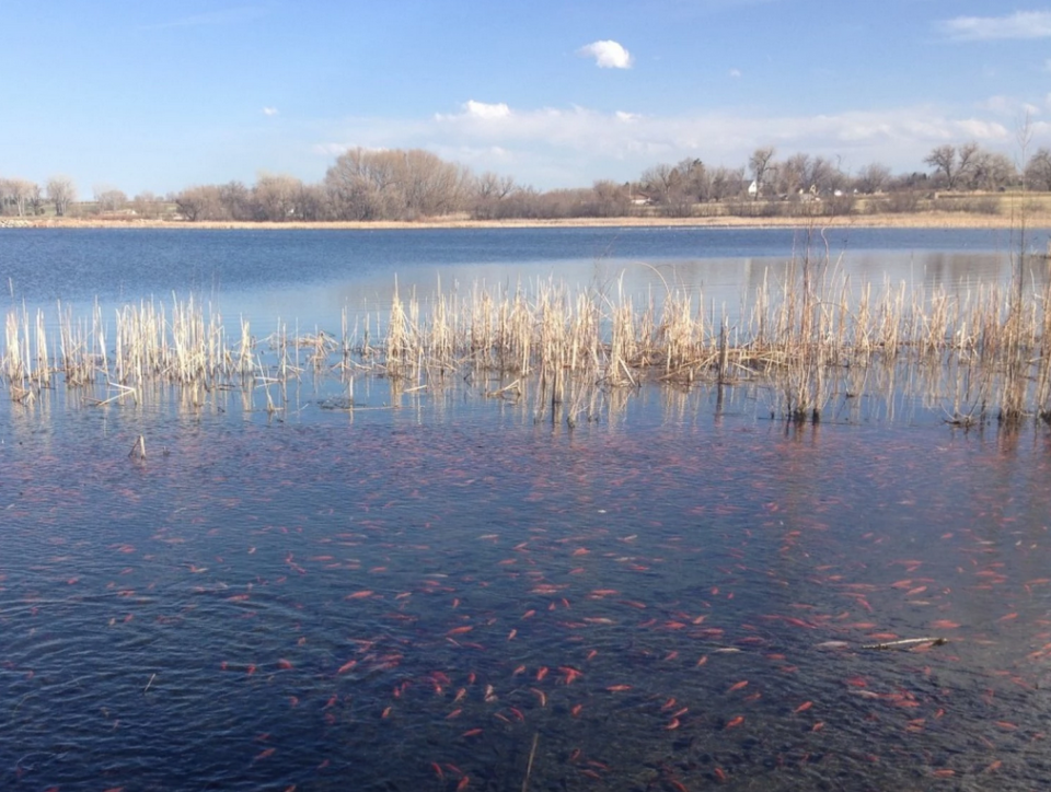 goldfish lake