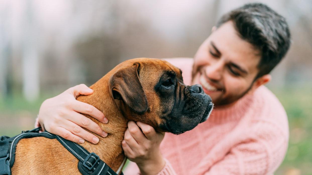 Boxer dog with owner