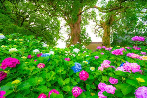 新片速報 日本神社超靚 繡球花池 夏日限定風景twitter熱傳