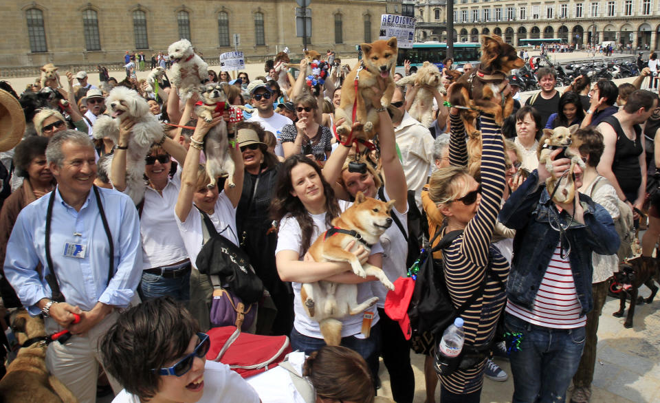 Dog owners gathering behind the Louvre Museum in Paris prior to a march toward the Tuileries Gardens, in Paris, Saturday June 8, 2013. At least 100 pooches with owners in tow, holding leashes marched near the Louvre at a demonstration to demand more park space and access to public transport for the four-legged friends. (AP Photo/Remy de la Mauviniere)