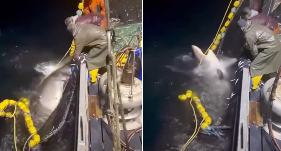 The fishermen working to free the great white shark from the pilchard net on the side of the boat believed to be on the SA coast. 