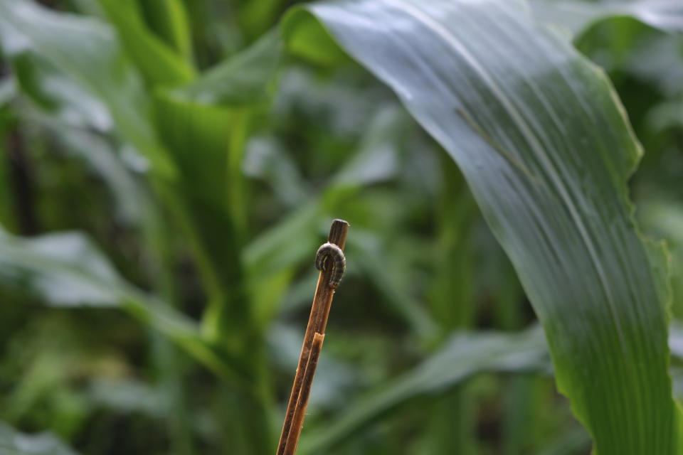 Neichutuonuo Yhome, a young Naga girl, holds a stick with a worm she removed from a corn plant in the garden she started with her younger sisters in the early stages of the coronavirus lockdown, in Kohima, capital of the northeastern Indian state of Nagaland, Friday, June 19, 2020. Neichutuonuo was visibly upset as she removed the pests from the plants she had sown from seeds. Their patchwork garden now has half a dozen variety of vegetables, and bean vines crawling up a bamboo trellis. (AP Photo/Yirmiyan Arthur)