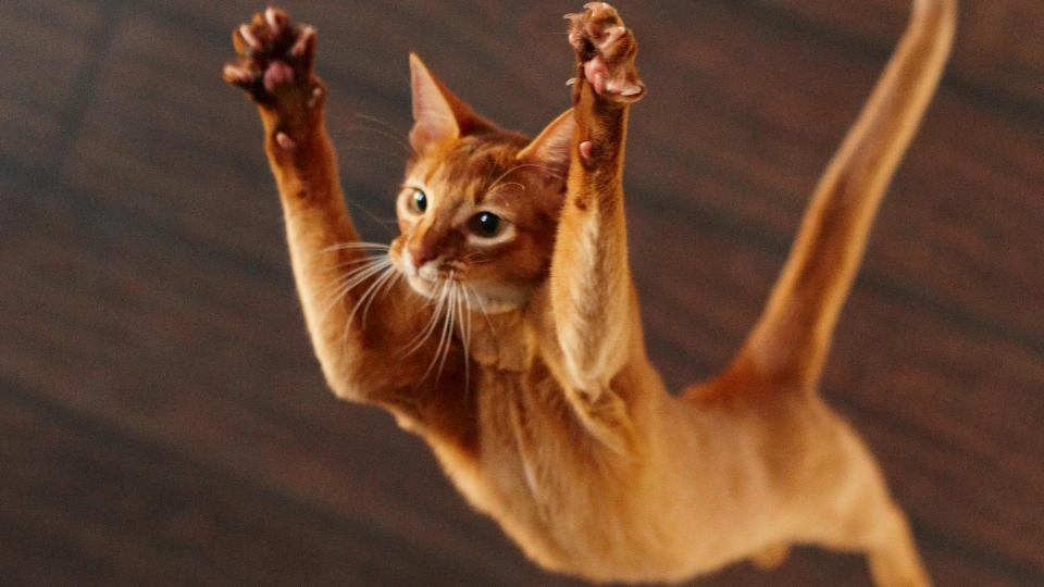 Abyssinian cat jumping