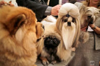 <p>Chinese dog breeds pose for a picture during a news conference in New York. The dogs were part of news conference to promote the 142nd Annual Westminster Kennel Club Dog Show, which is taking place in New York City starting Feb. 12, 2018. (AP Photo/Seth Wenig) </p>